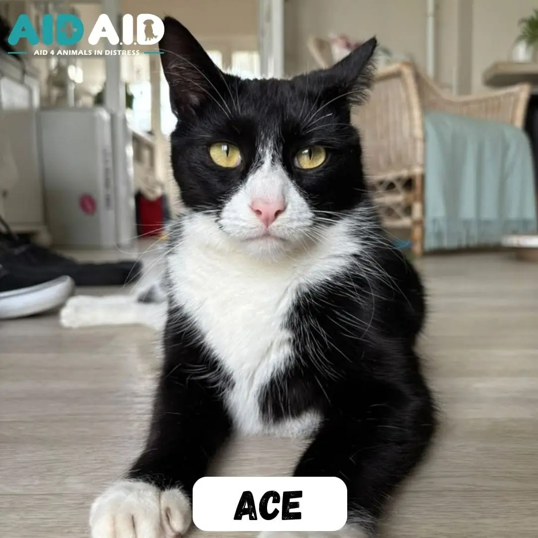 Ace, a DSH looking for a home through Aid4Aid