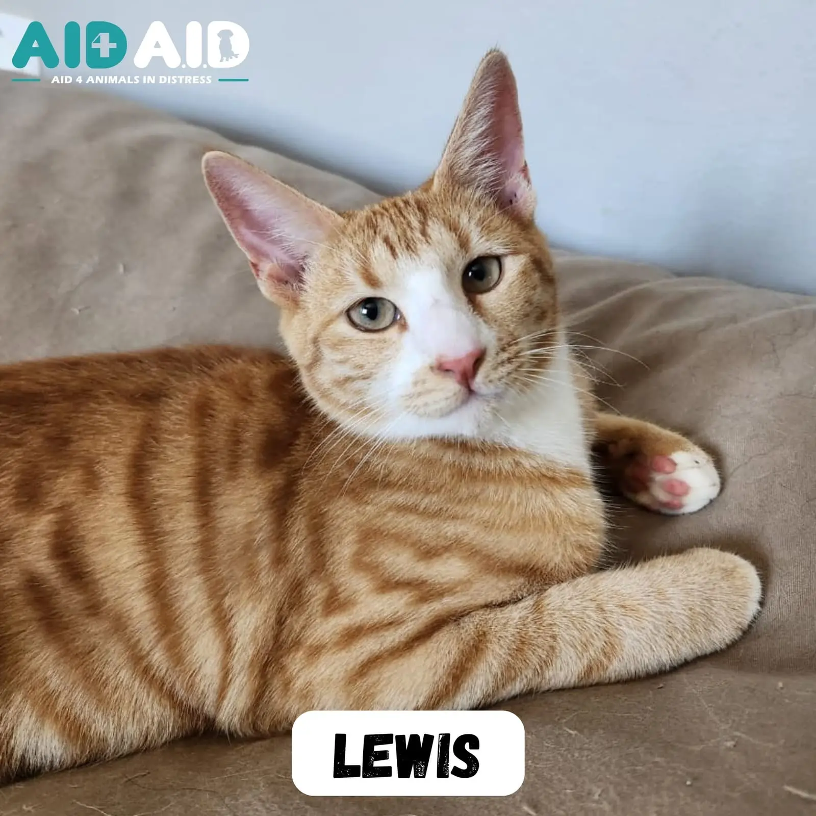 Lewis, a DSH looking for a home through Aid4Aid