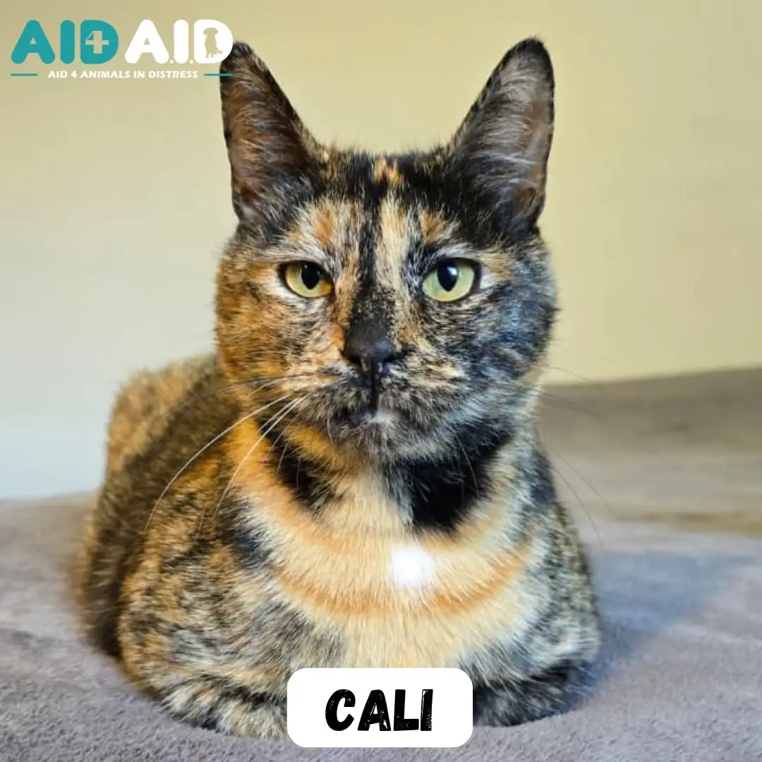 Cali, a DSH looking for a home through Aid4Aid