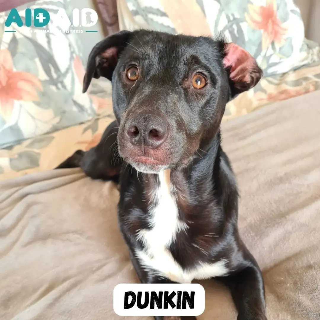 Dunkin, a Crossbreed looking for a home through Aid4Aid