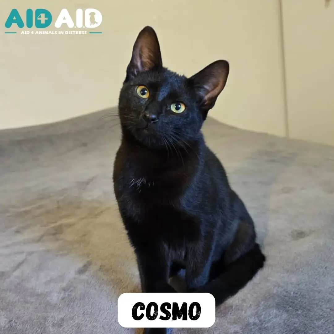 Cosmo, a DSH looking for a home through Aid4Aid