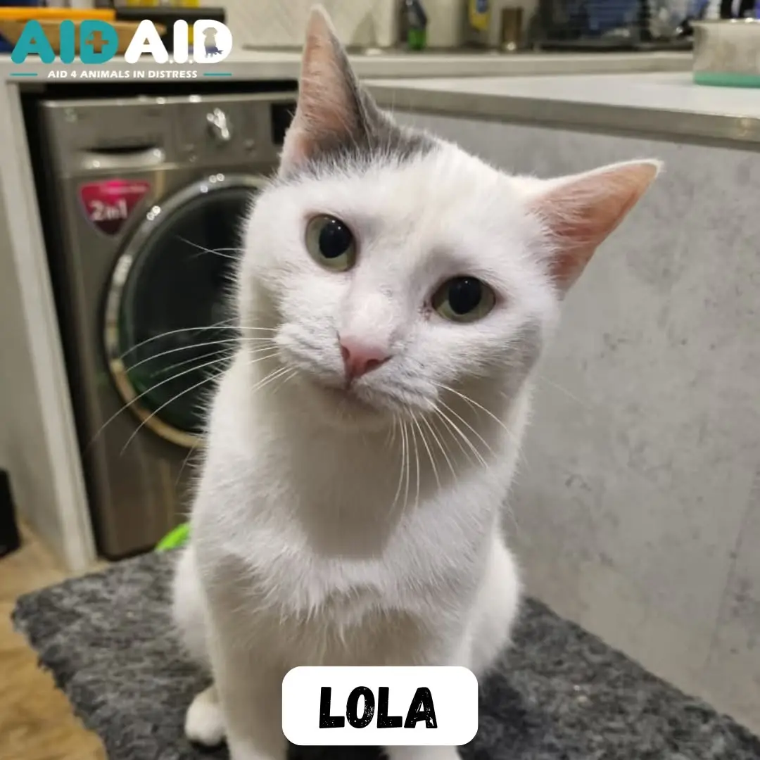 Lola, a DSH looking for a home through Aid4Aid