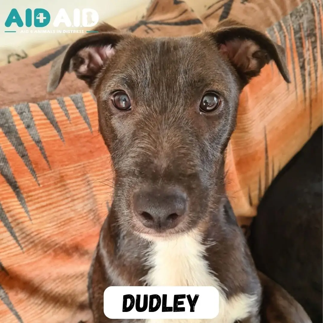 Dudley, a Crossbreed looking for a home through Aid4Aid