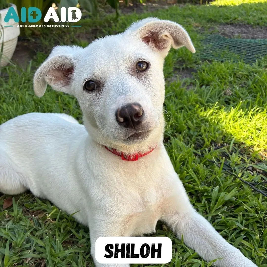 Shiloh, a Crossbreed looking for a home through Aid4Aid