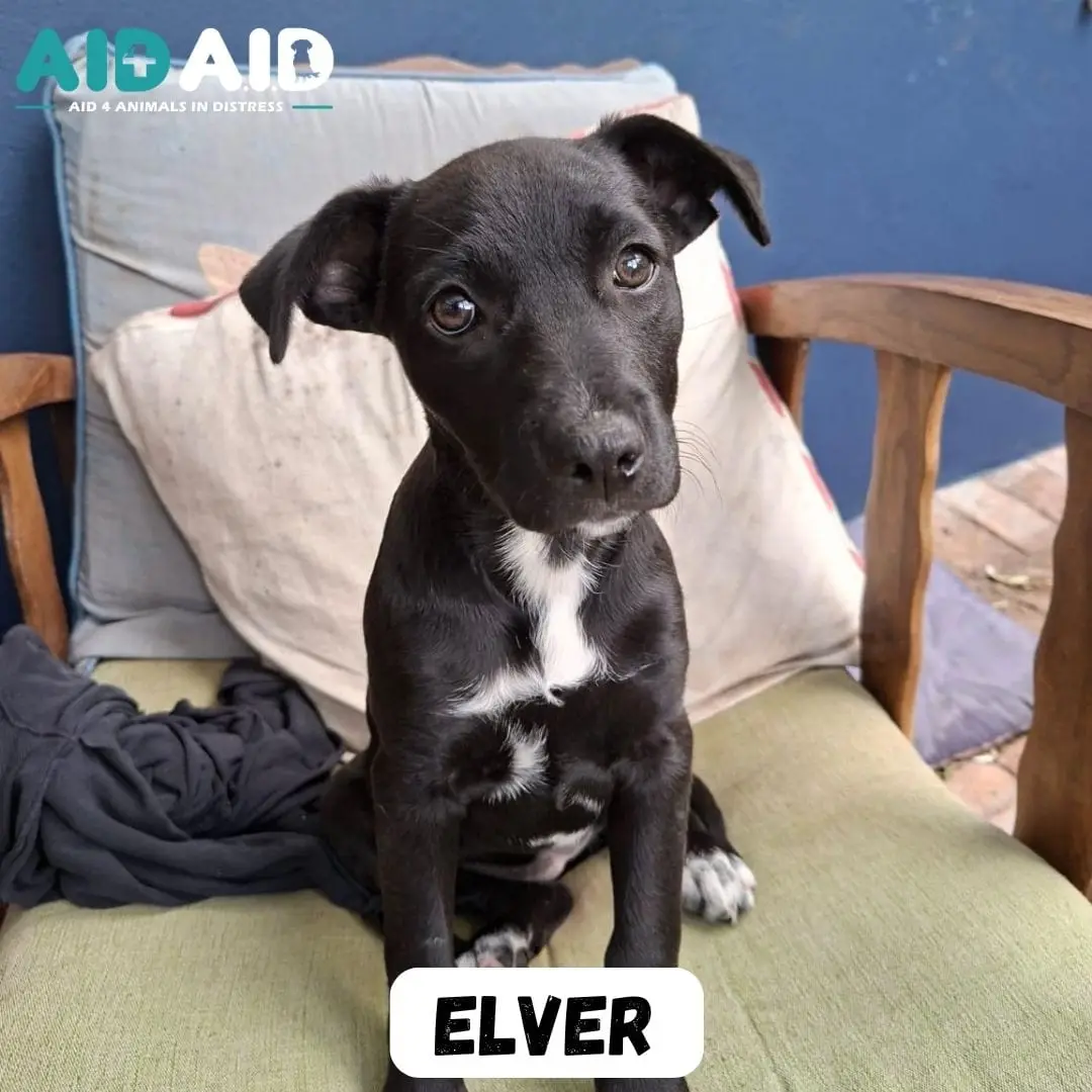 Elver, a Crossbreed looking for a home through Aid4Aid