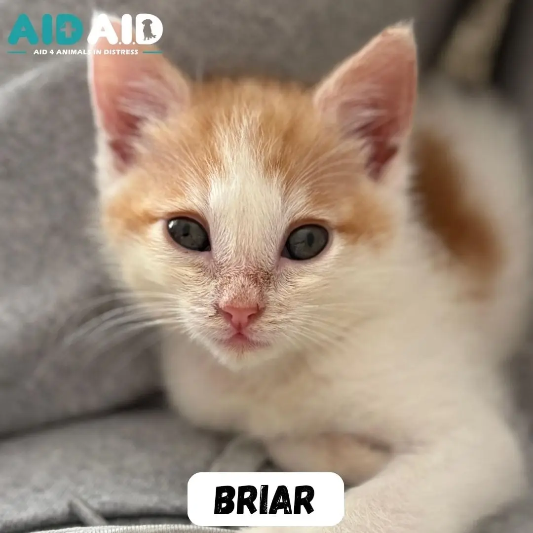 Briar, a DSH looking for a home through Aid4Aid