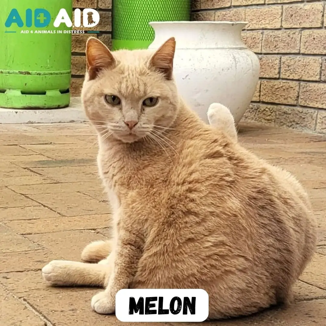 Melon, a DSH looking for a home through Aid4Aid