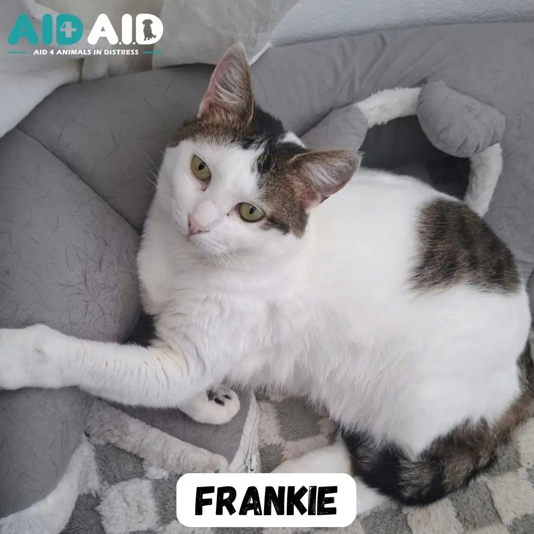 Frankie, a DSH looking for a home through Aid4Aid