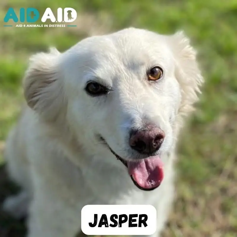 Jasper, a Crossbreed looking for a home through Aid4Aid