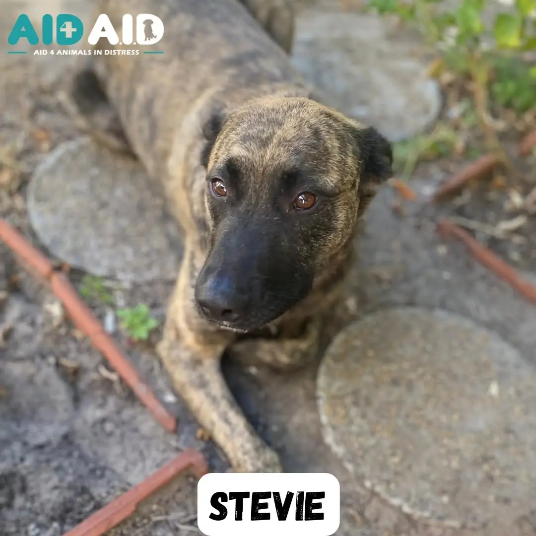 Stevie, a Crossbreed looking for a home through Aid4Aid