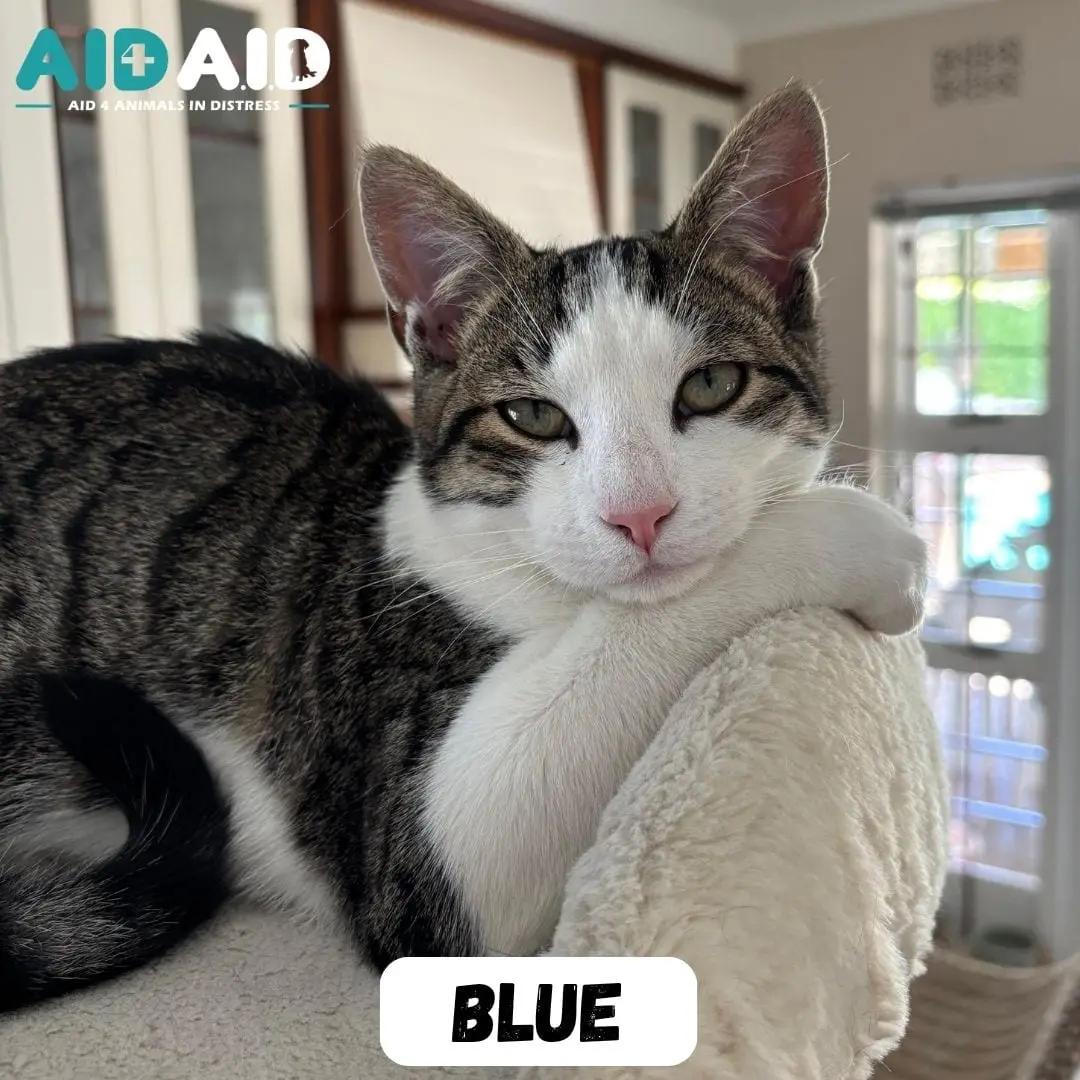 Blue, a DSH looking for a home through Aid4Aid