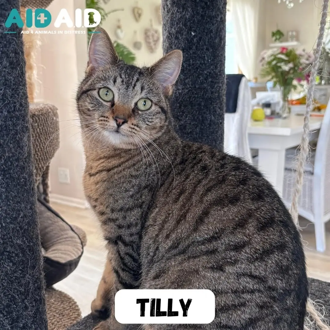 Tilly, a DSH looking for a home through Aid4Aid
