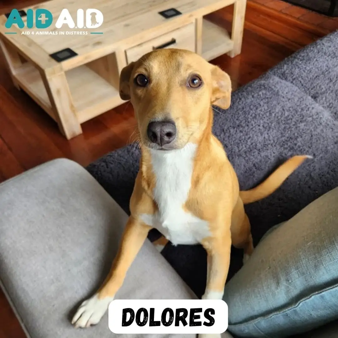 Dolores, a Crossbreed looking for a home through Aid4Aid