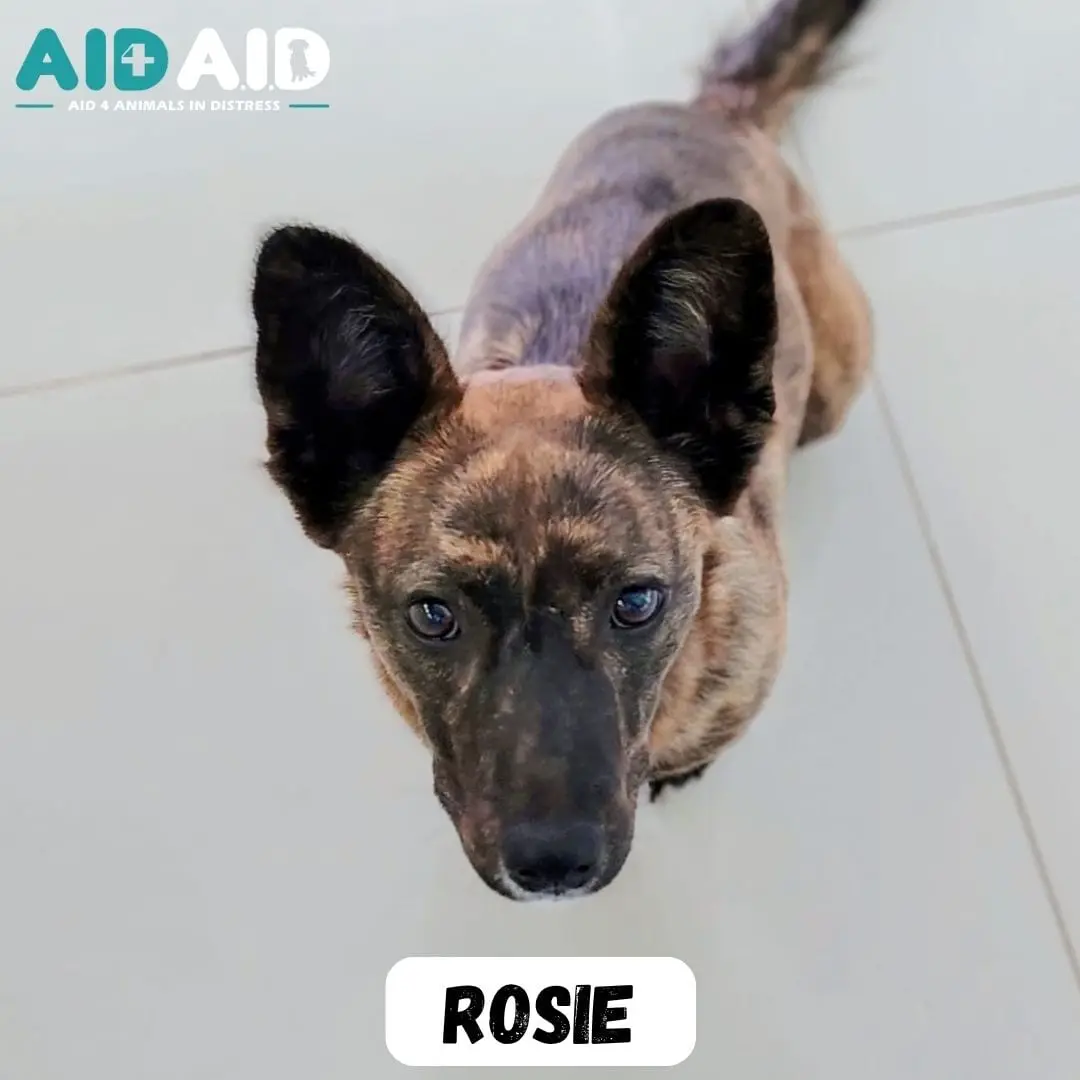 Rosie, a Crossbreed looking for a home through Aid4Aid
