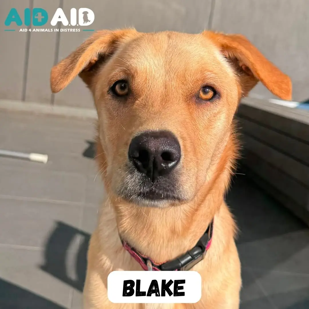 Blake, a Crossbreed looking for a home through Aid4Aid