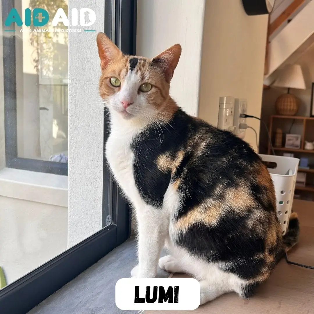 Lumi, a DSH looking for a home through Aid4Aid