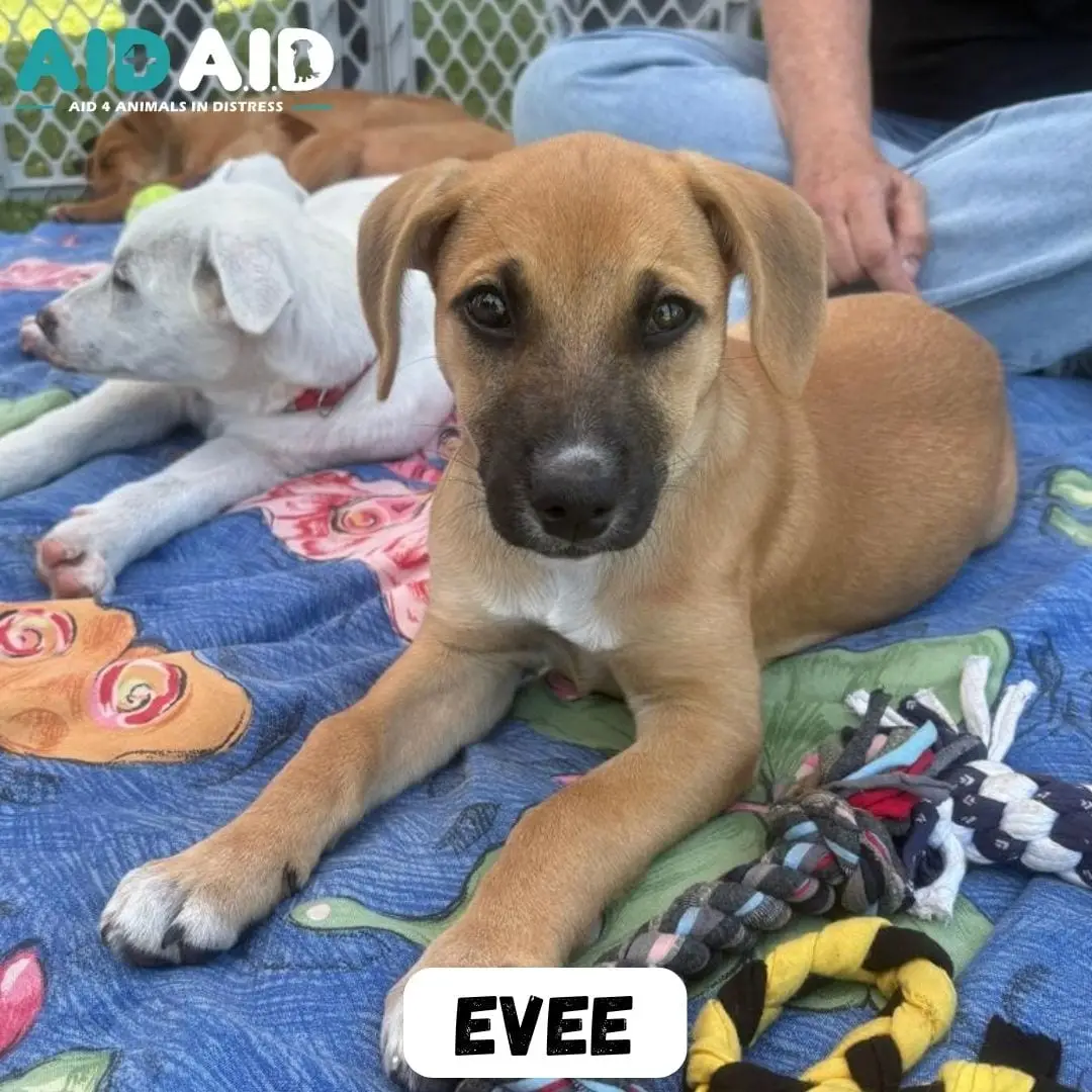 Evee, a Crossbreed looking for a home through Aid4Aid