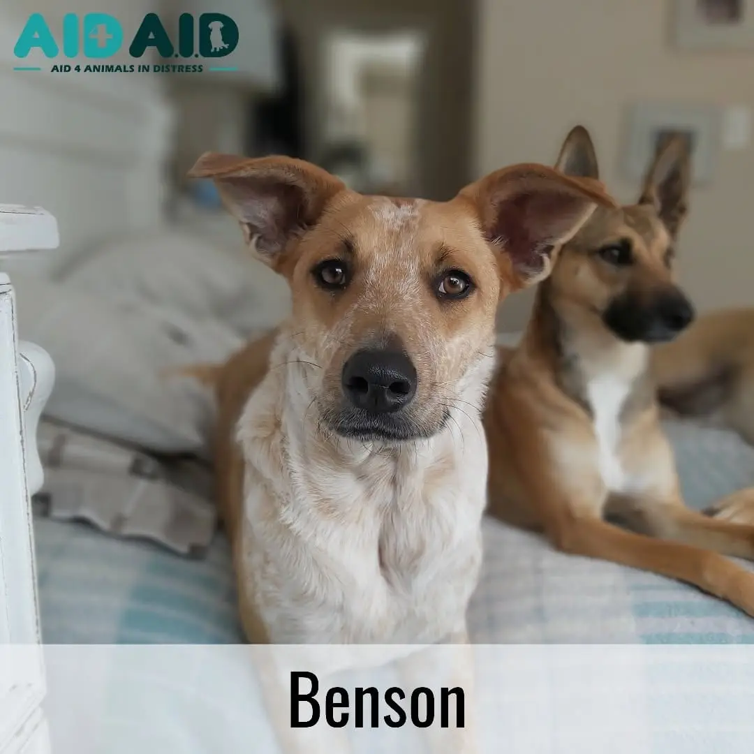 Benson, a Crossbreed looking for a home through Aid4Aid