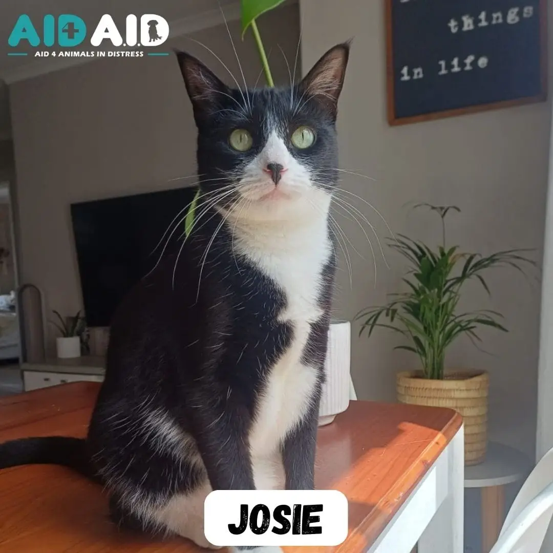 Josie, a DSH looking for a home through Aid4Aid