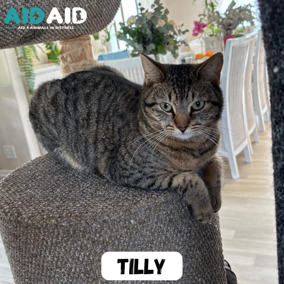 Tilly, photo 2 of 2