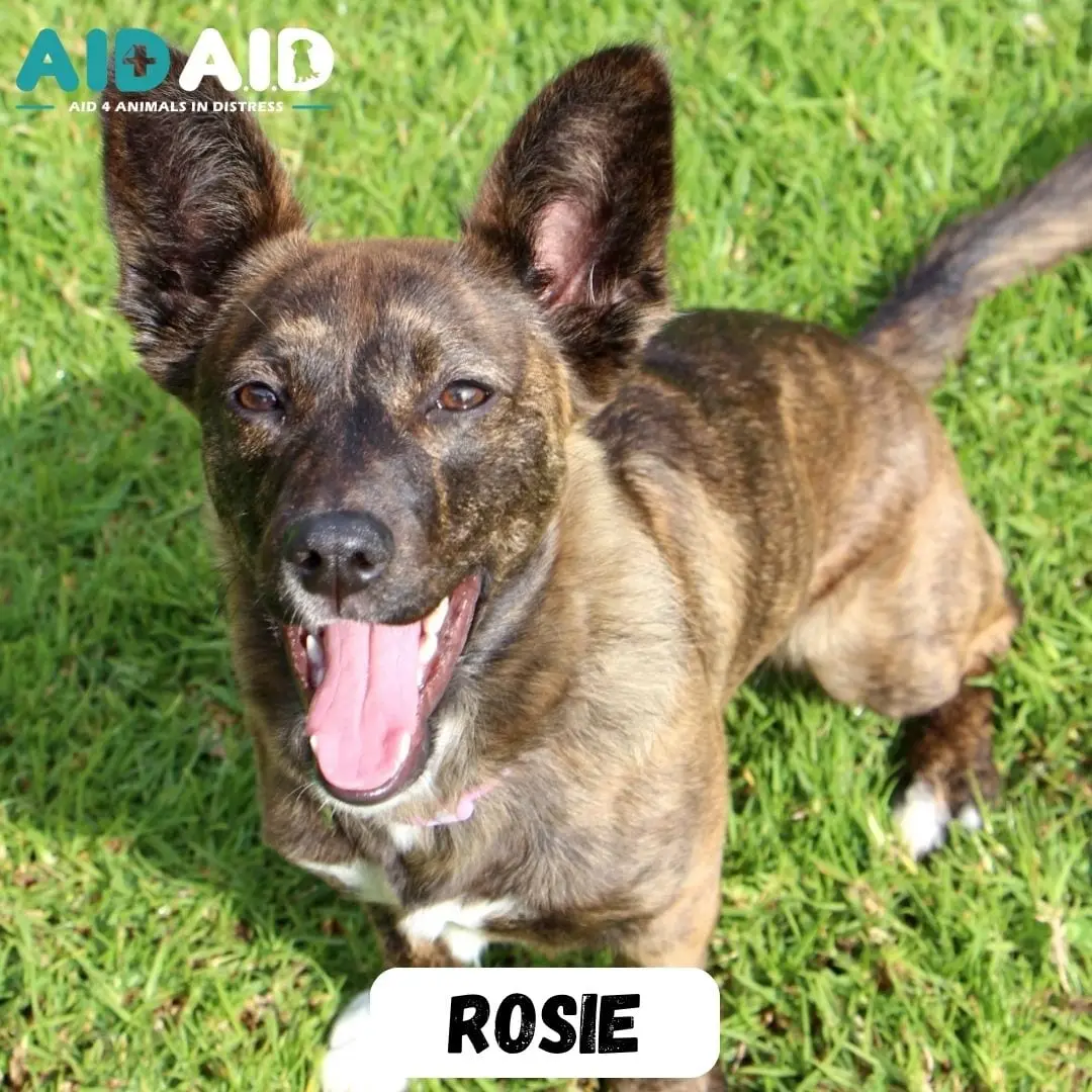 Rosie, photo 2 of 3