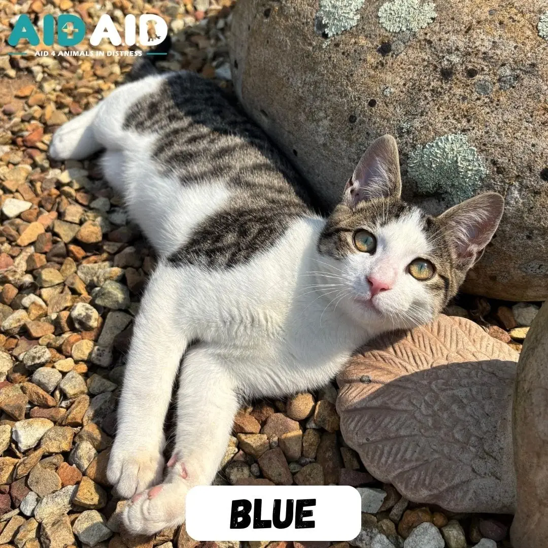 Blue, photo 2 of 3