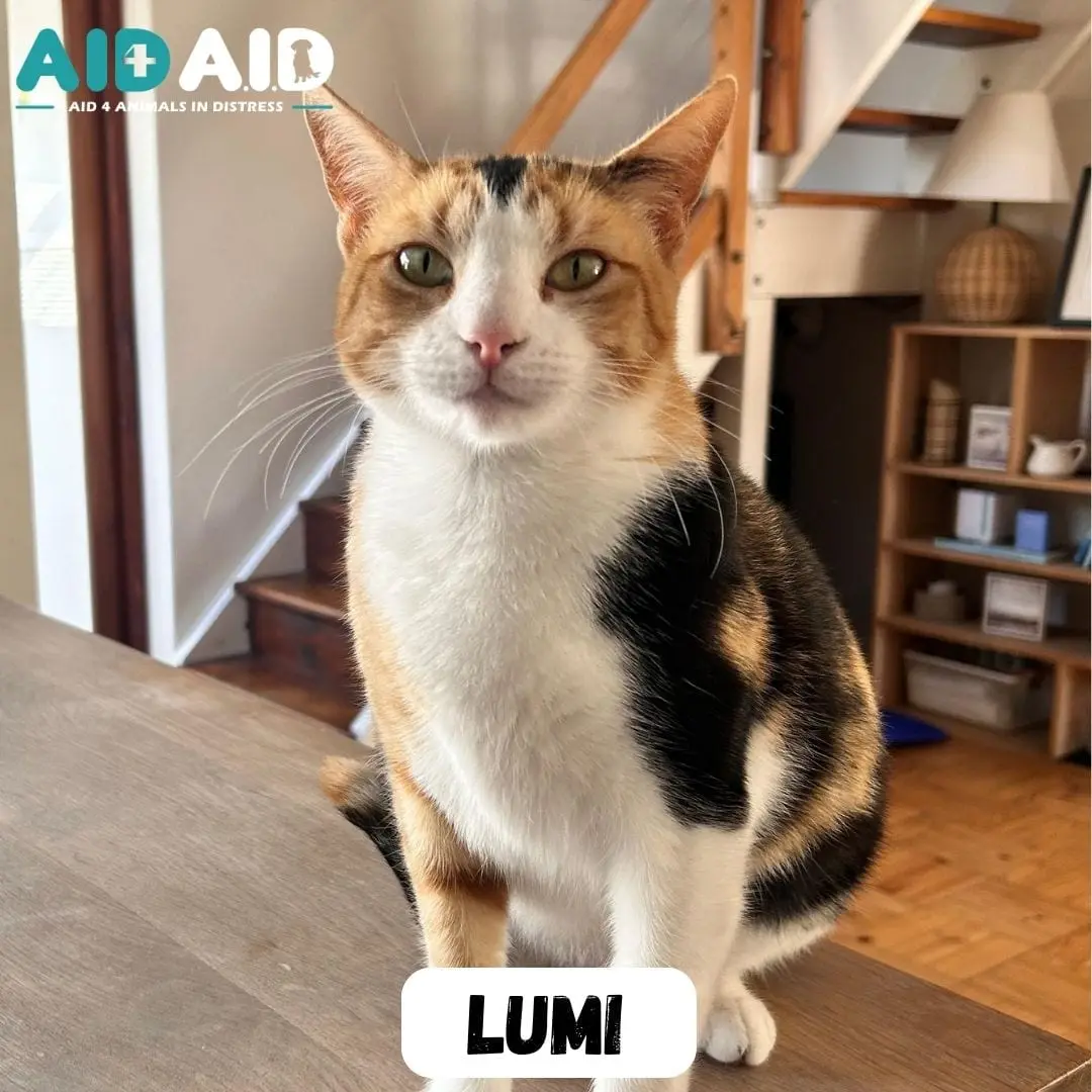 Lumi, photo 2 of 3