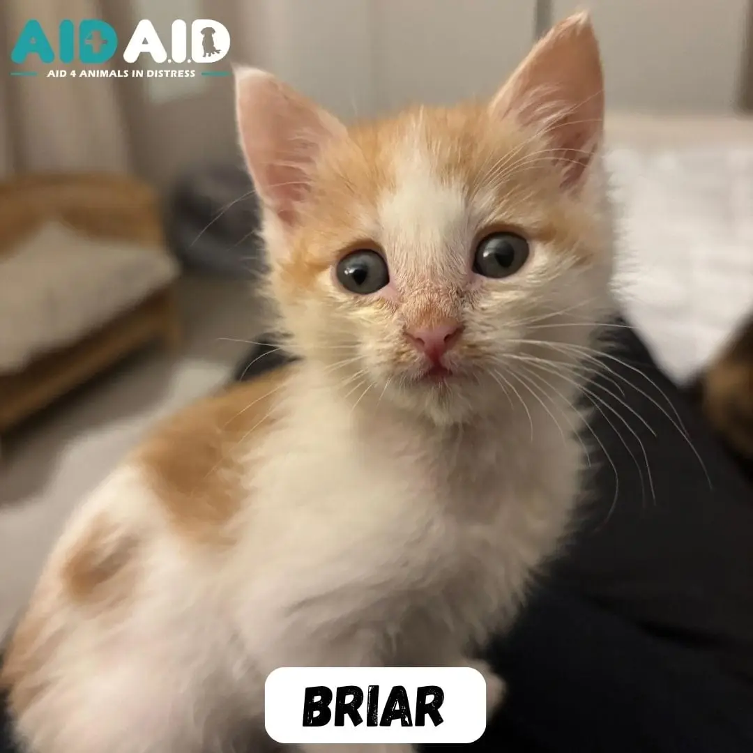 Briar, photo 2 of 2