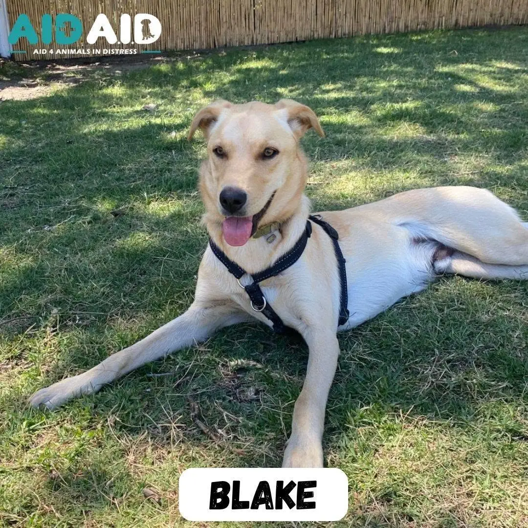 Blake, photo 2 of 3