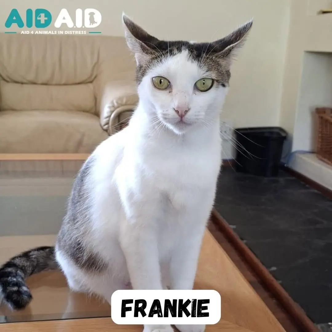Frankie, photo 2 of 3