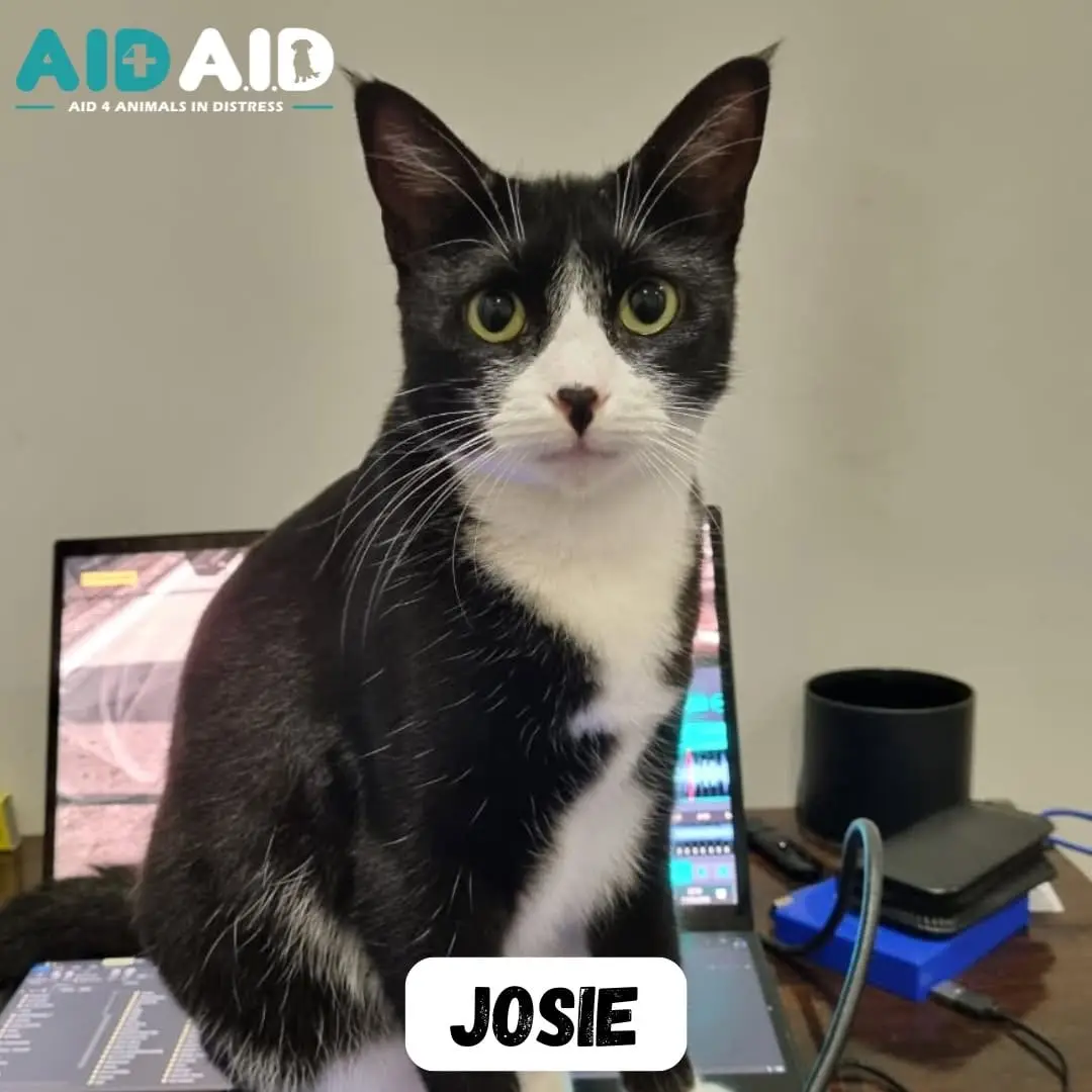 Josie, photo 2 of 2