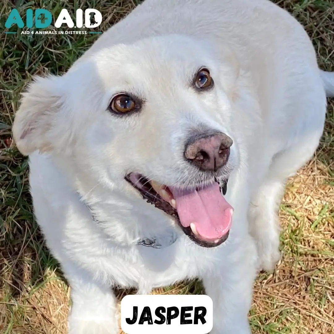 Jasper, photo 2 of 2