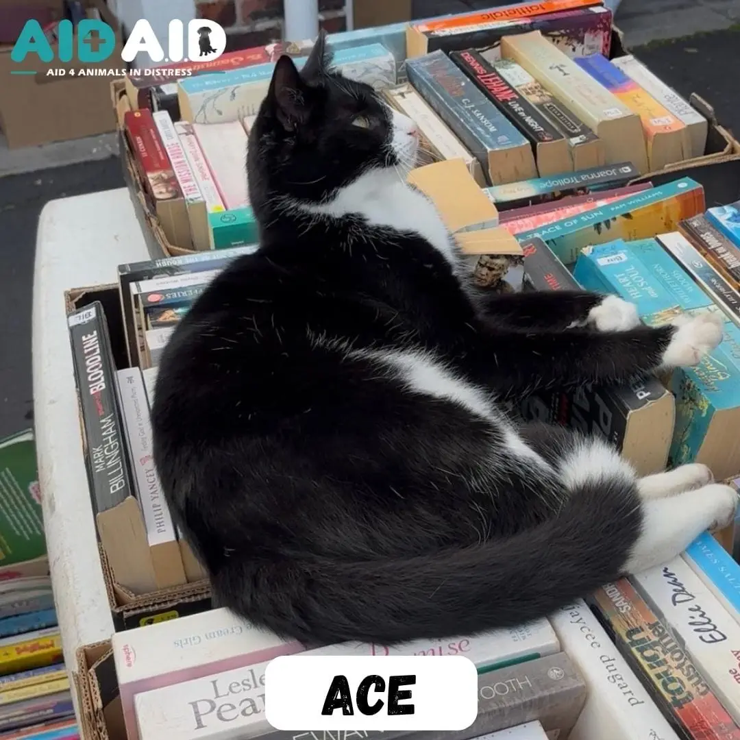 Ace, photo 2 of 3