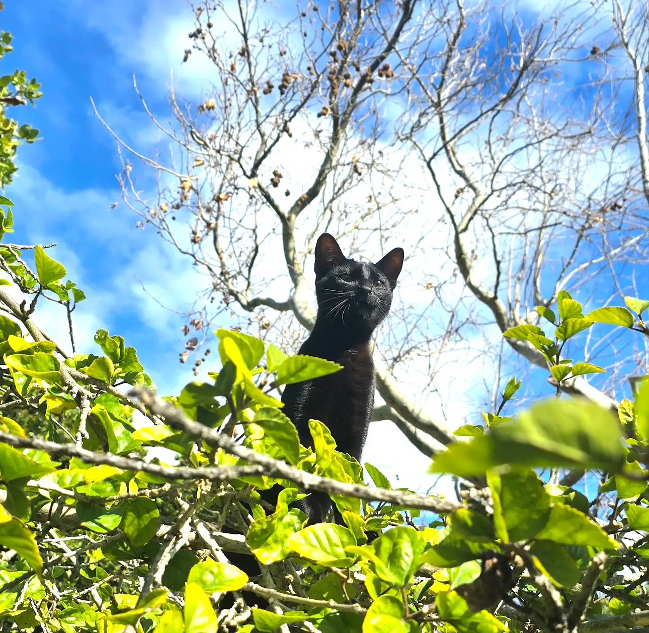 Cosmo, photo 2 of 3