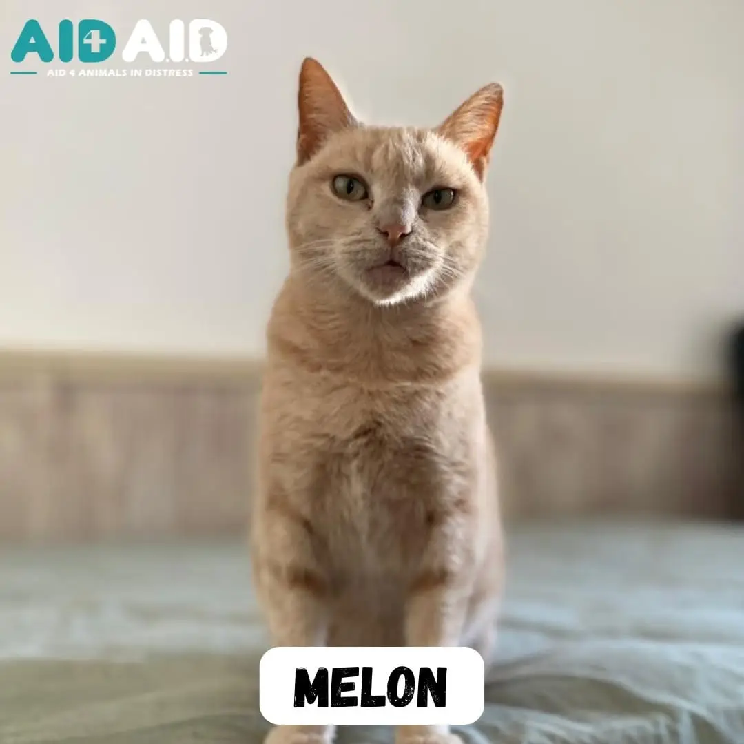 Melon, photo 2 of 2