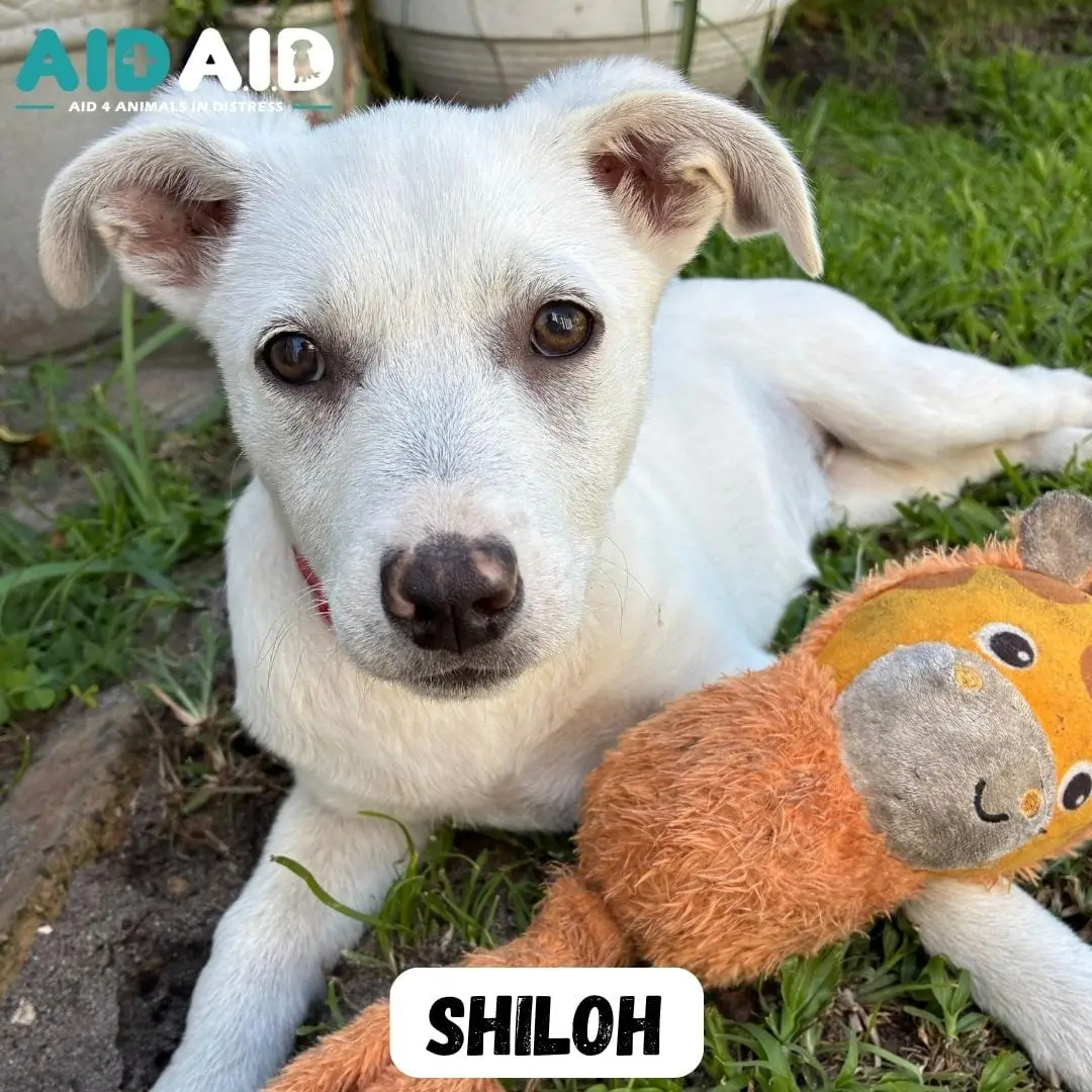 Shiloh, photo 2 of 3