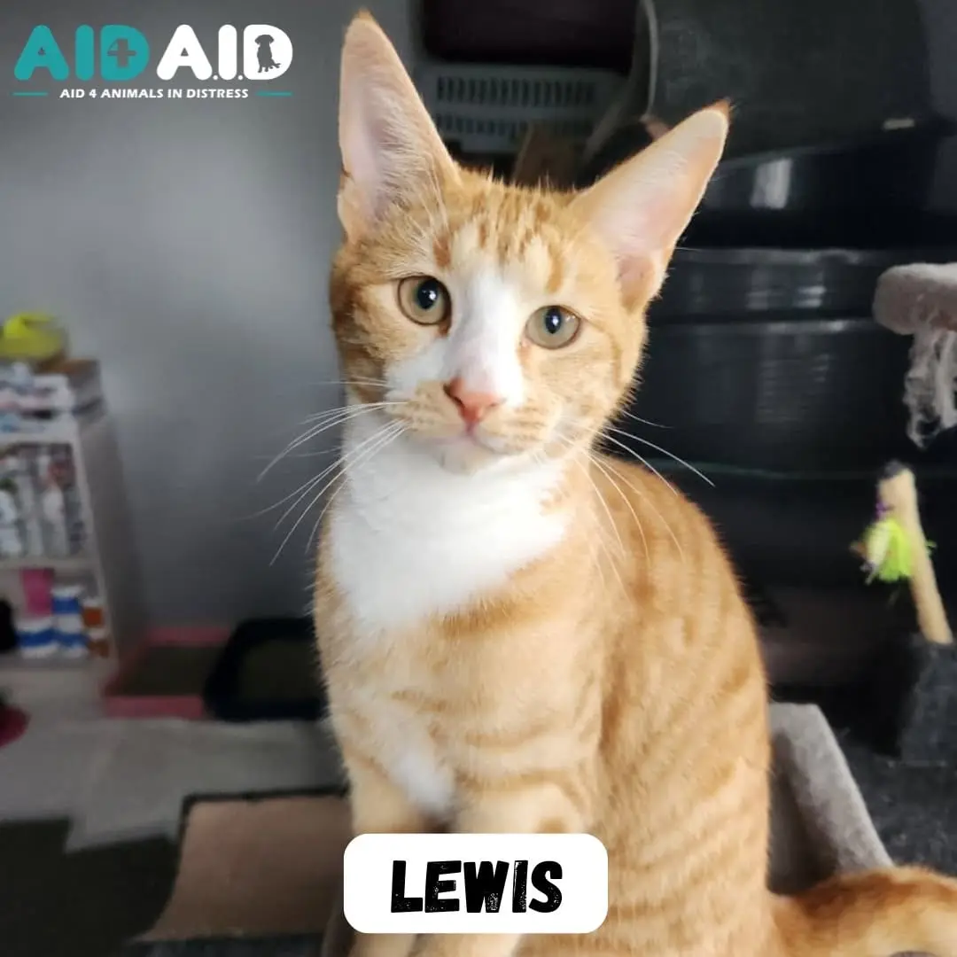 Lewis, photo 2 of 2