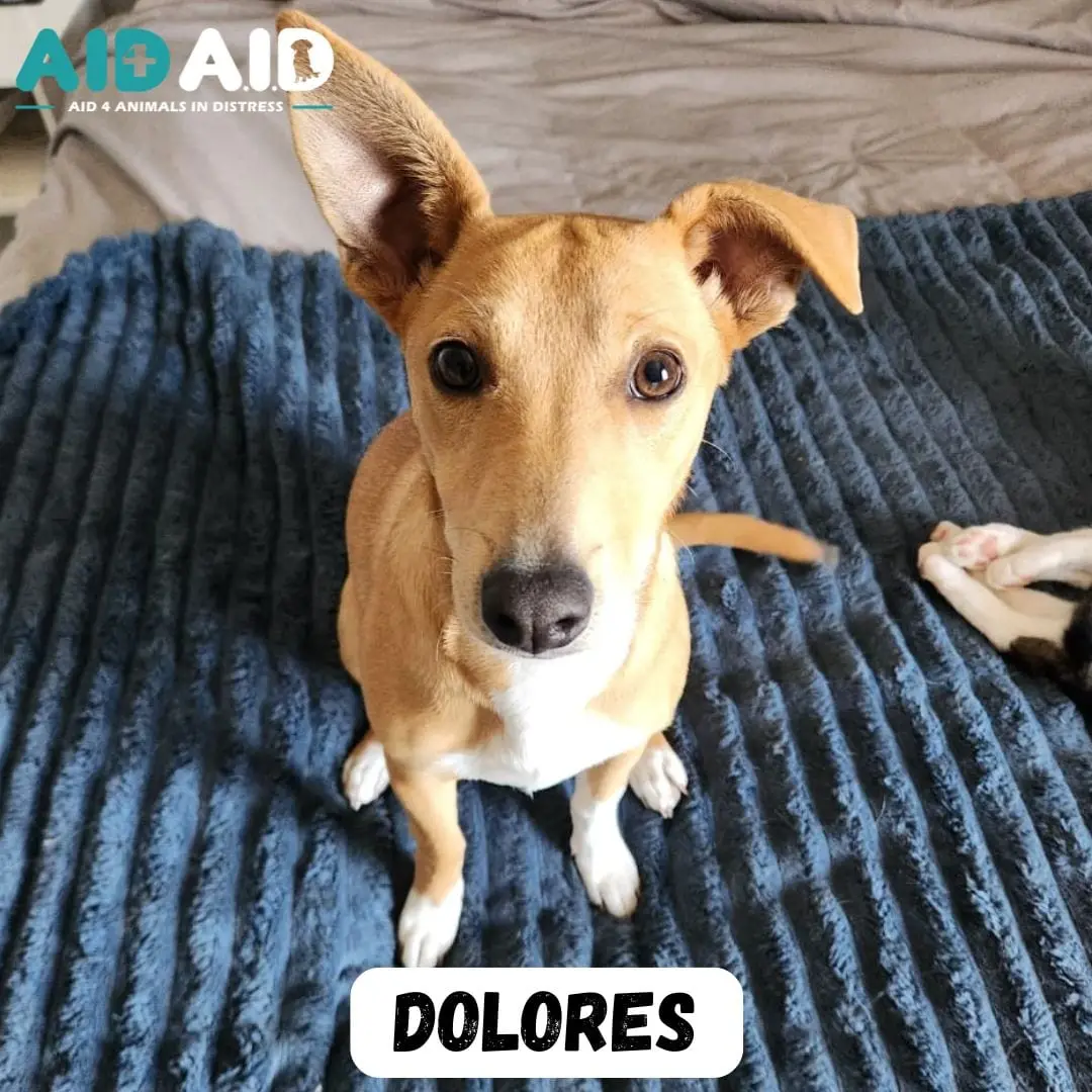 Dolores, photo 2 of 3