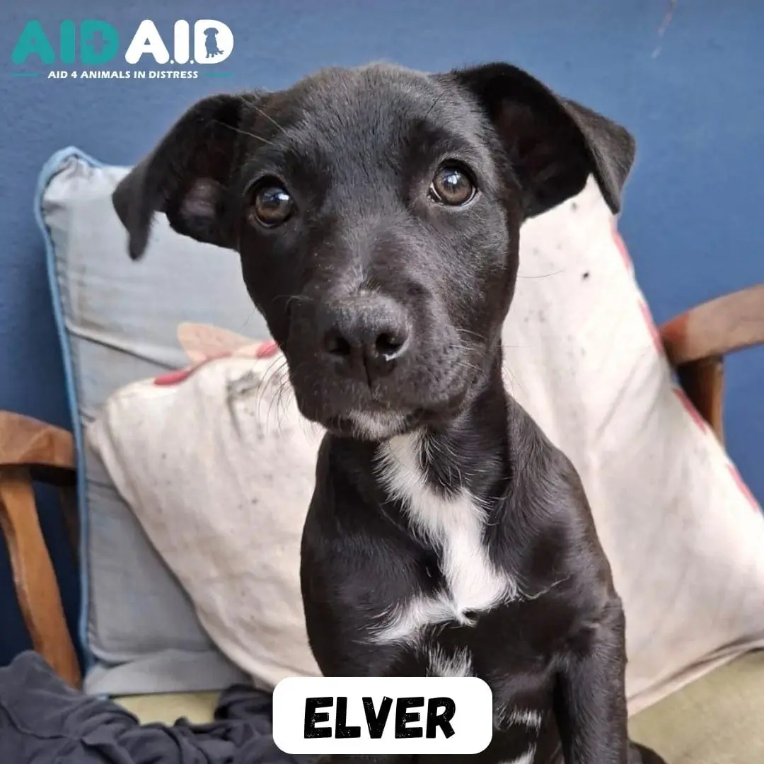 Elver, photo 2 of 3