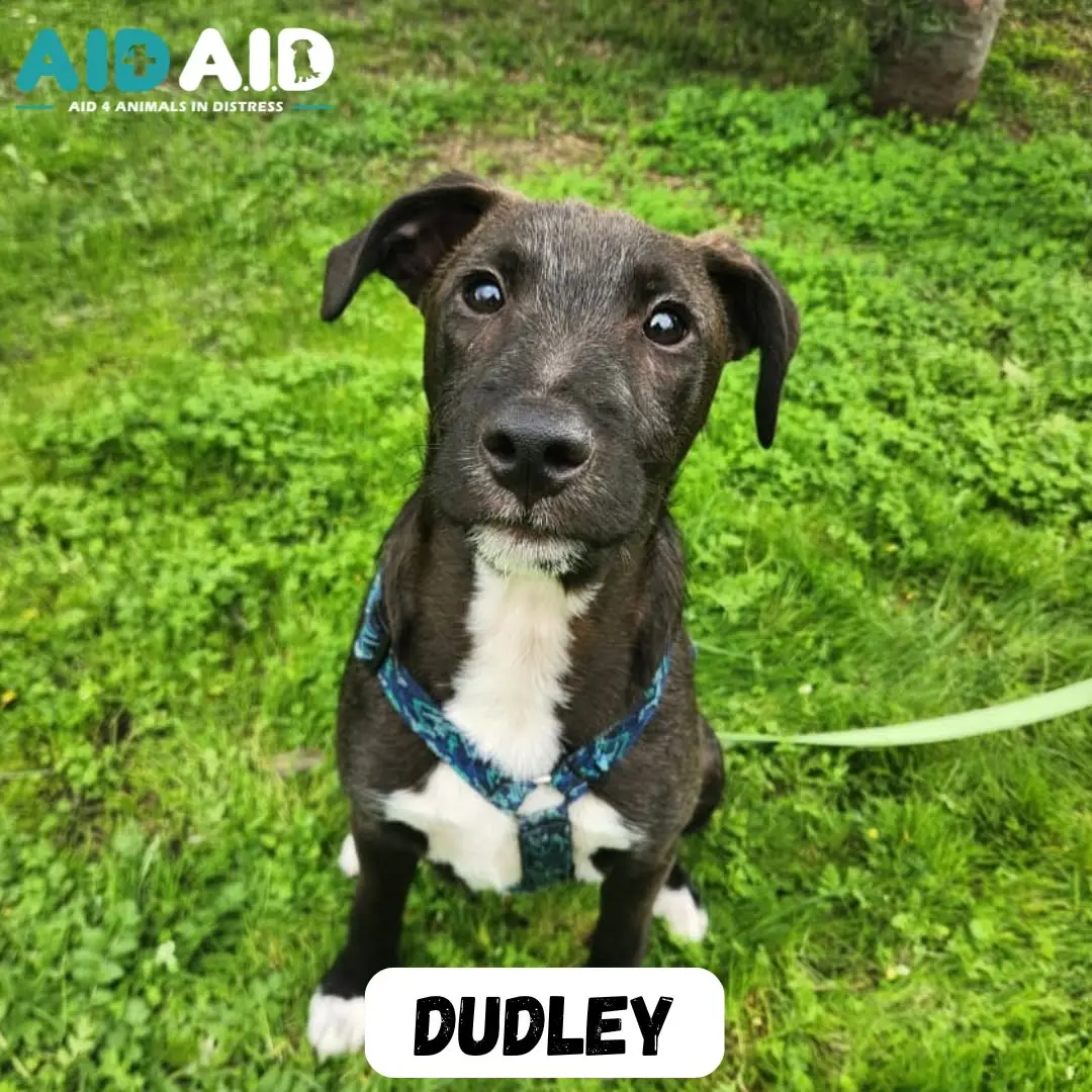 Dudley, photo 2 of 3