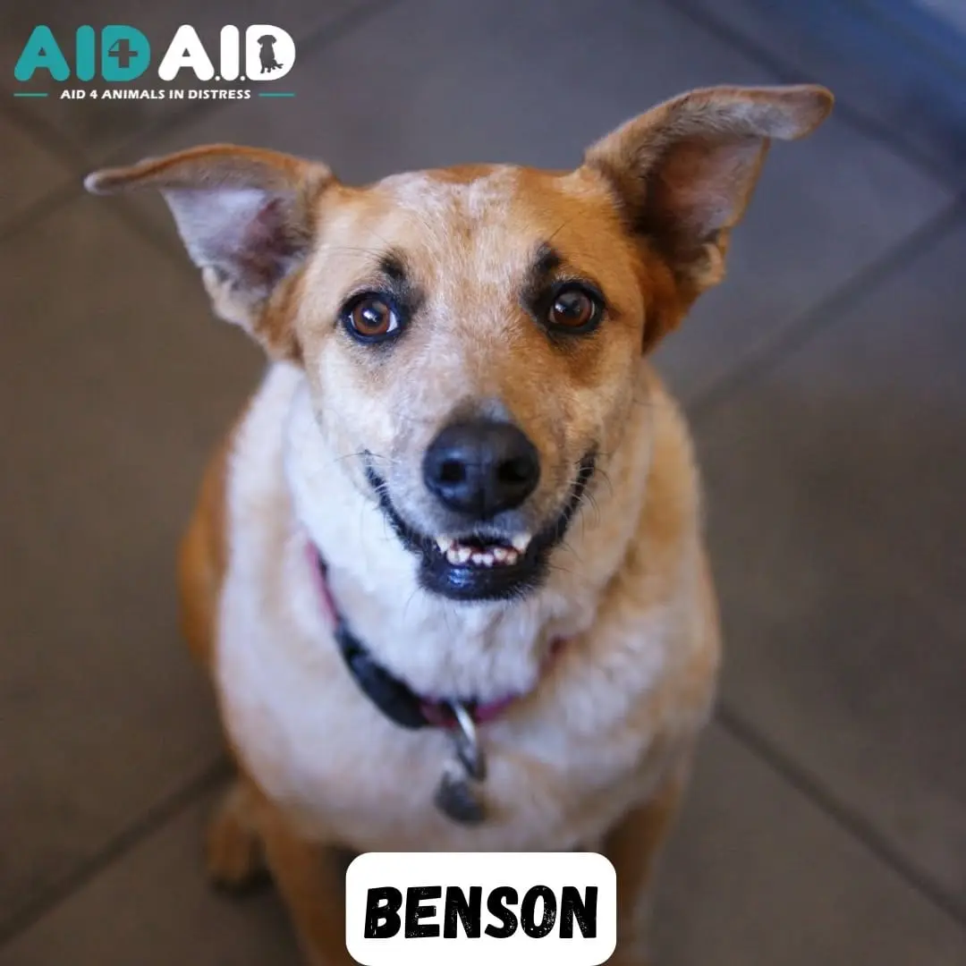 Benson, photo 2 of 3