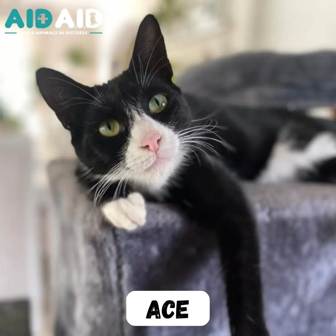 Ace, photo 3 of 3