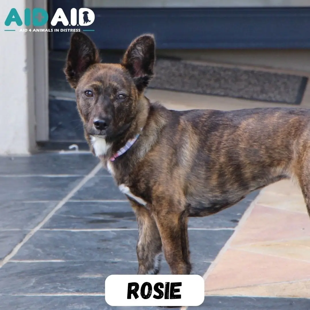 Rosie, photo 3 of 3