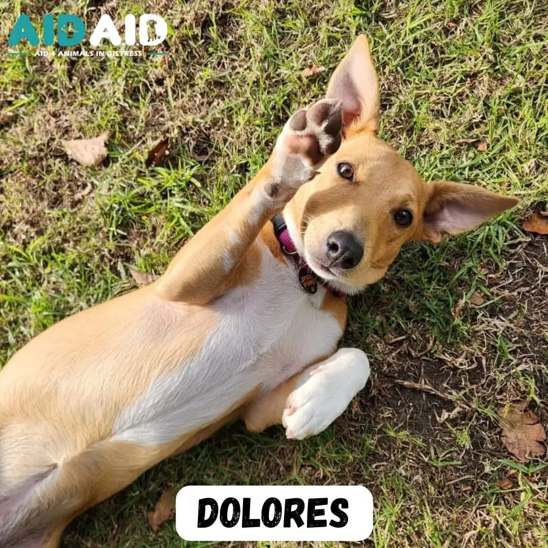 Dolores, photo 3 of 3