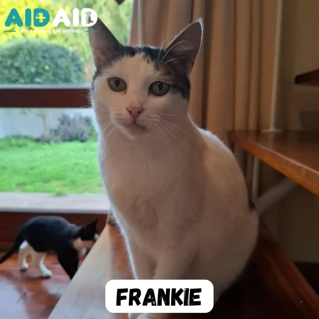 Frankie, photo 3 of 3