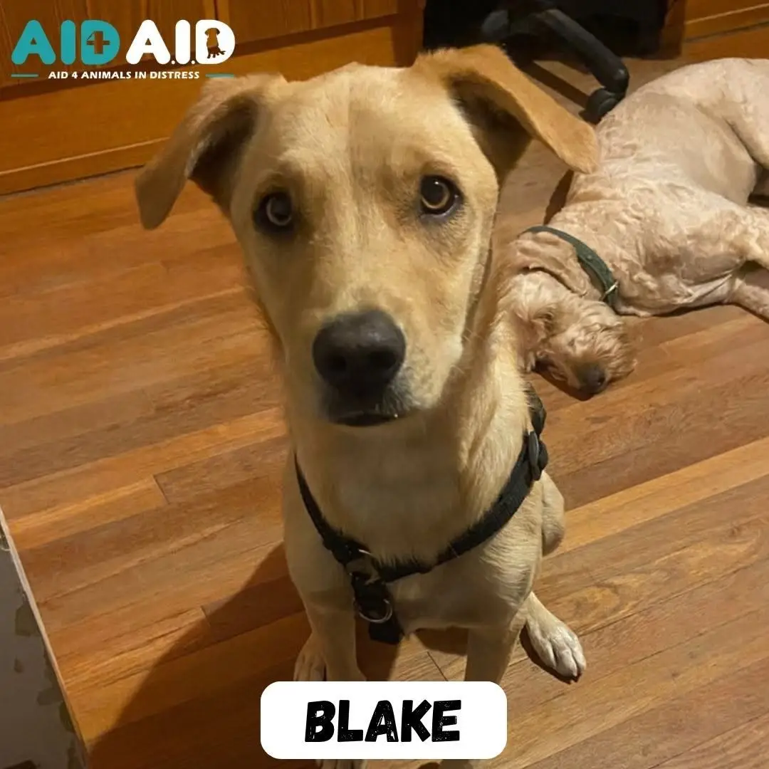 Blake, photo 3 of 3