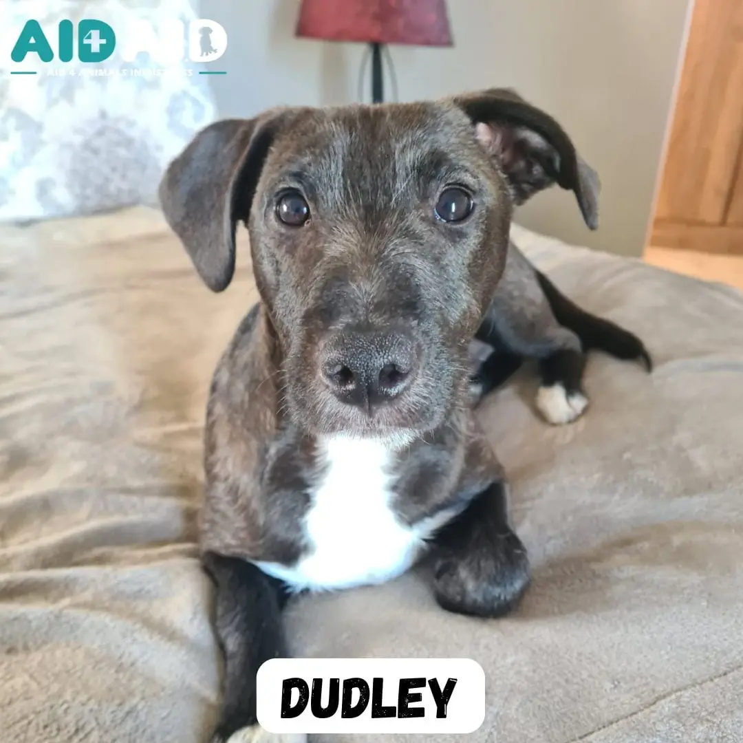 Dudley, photo 3 of 3