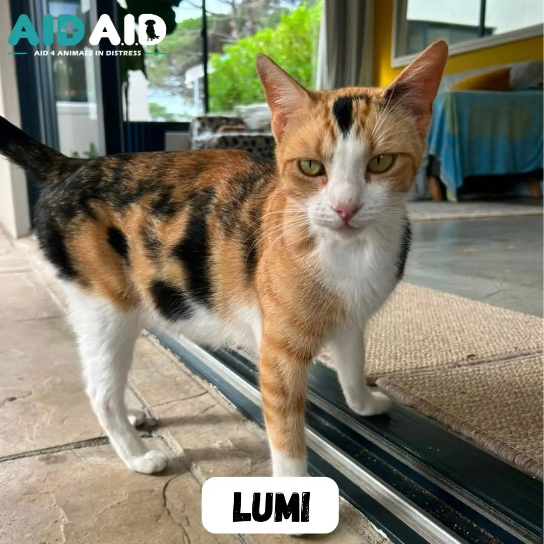 Lumi, photo 3 of 3