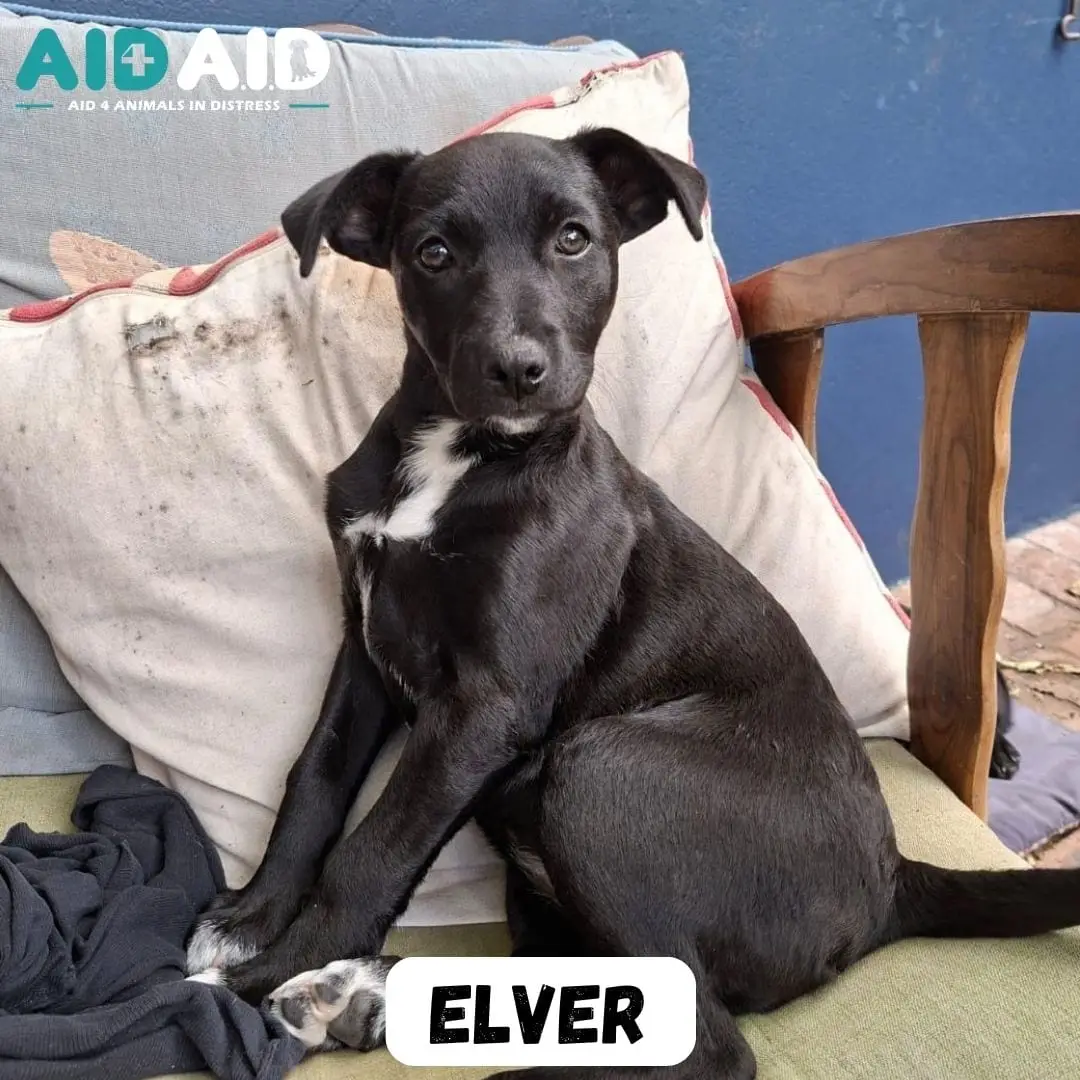 Elver, photo 3 of 3