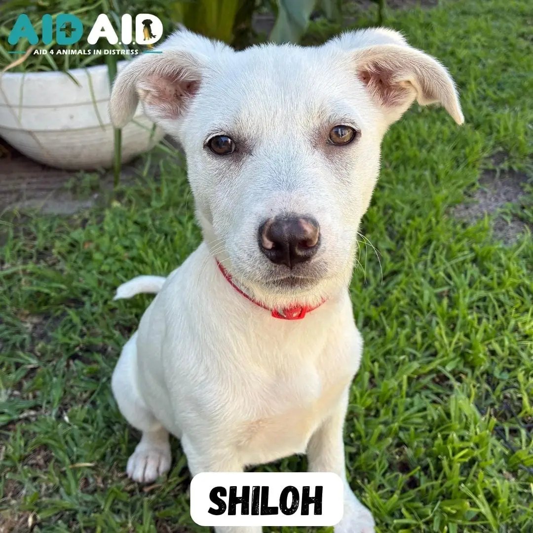 Shiloh, photo 3 of 3
